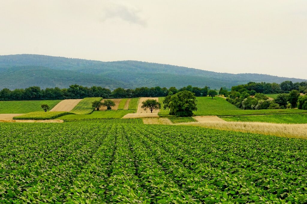 nature, fields, agriculture