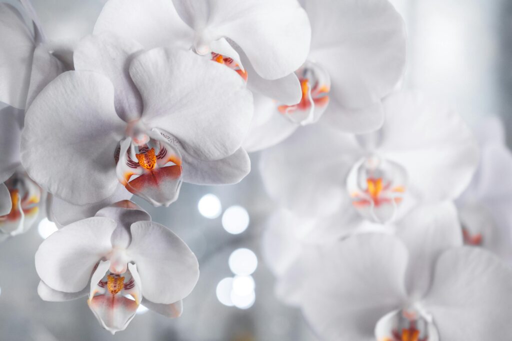 White Petaled Flowers