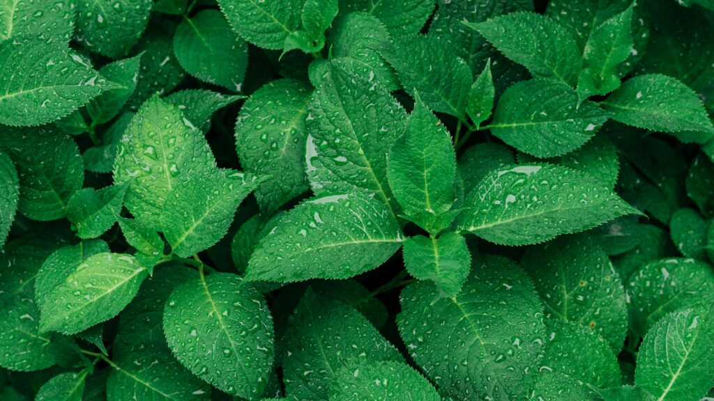 Green Leafed Plants